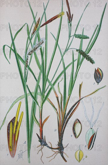 Carex flacca