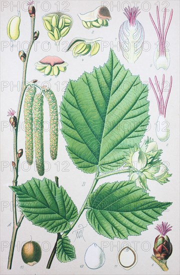 Corylus avellana