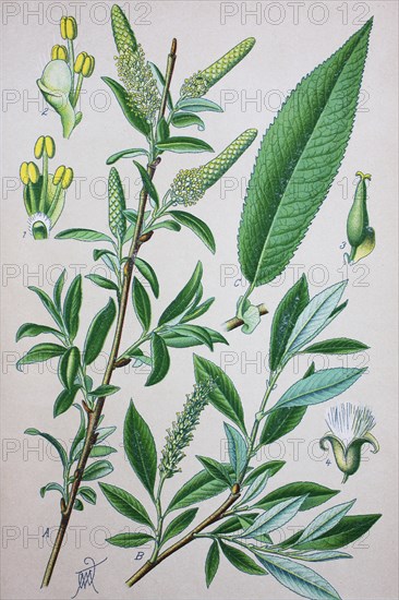 Salix amygdaloides