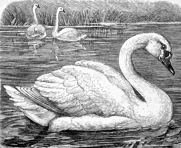 Mute swan  /  Höckerschwan