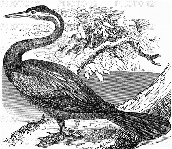 Anhinga