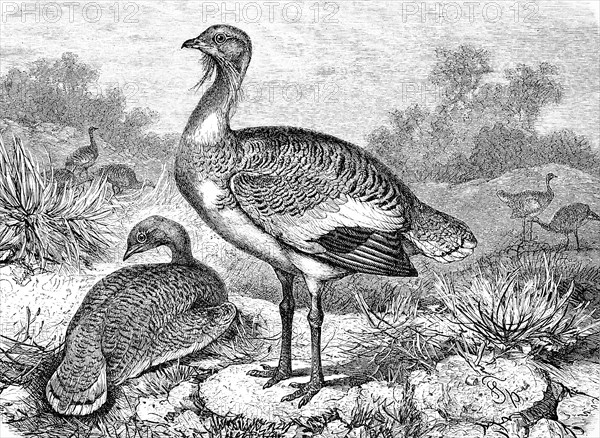 Great bustard  /  Großtrappe