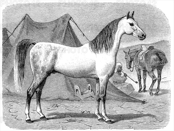 Horse breed