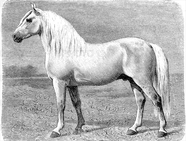 Horse breed