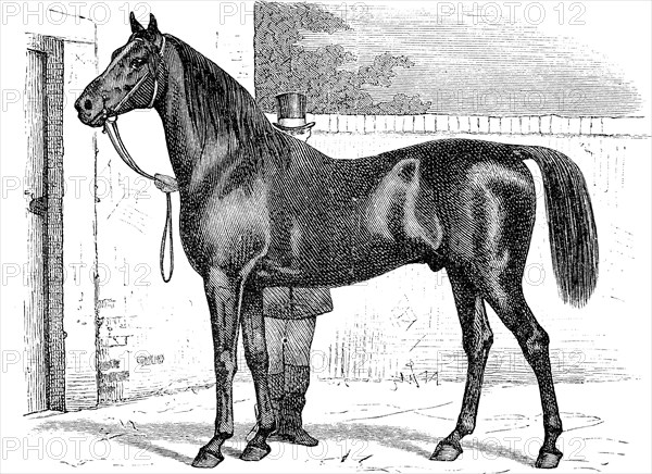 horse breed