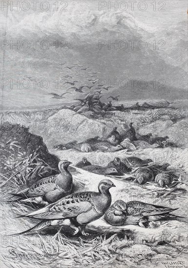 Pallas's sandgrouse