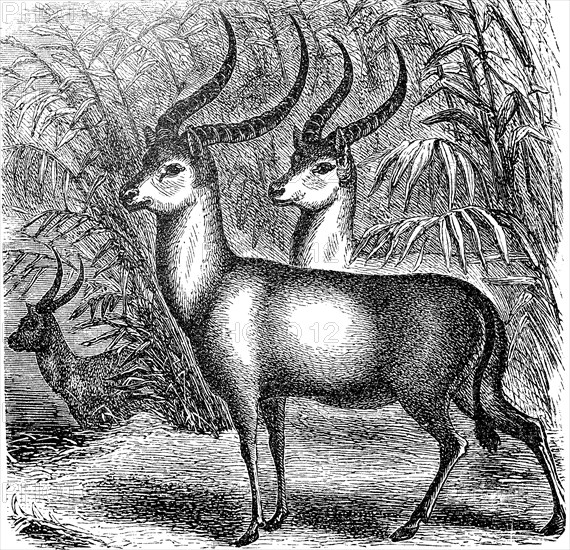 waterbuck