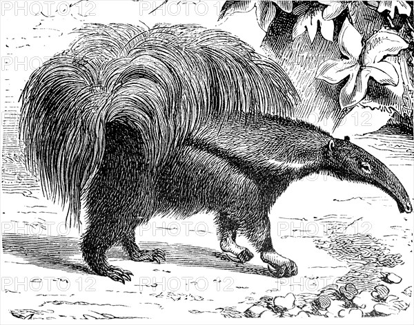 giant anteater