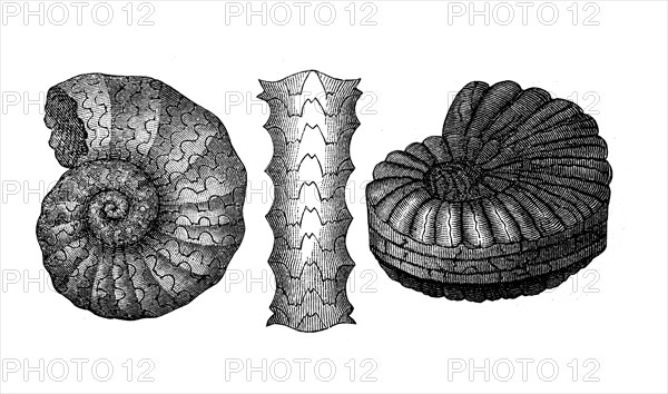 Arietites bucklandi