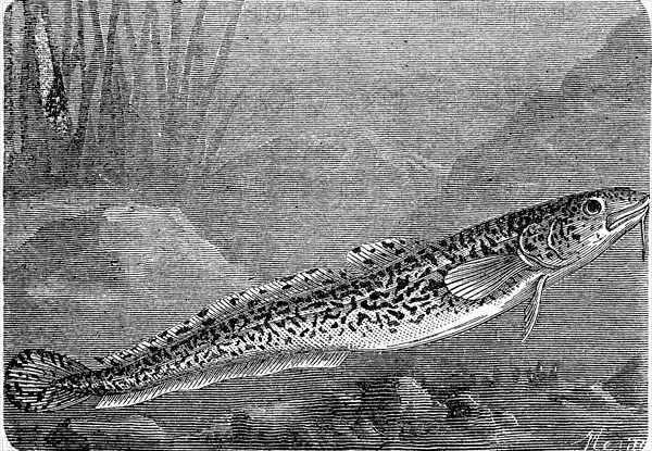 burbot