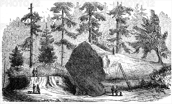 Felled sequoia in California