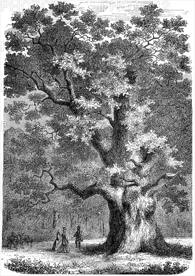 Amalieneiche or giant oak from Hasbruck