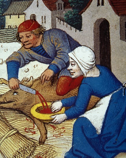 The slaughtering of the pig.