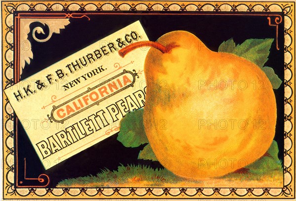 Pear Advertisement