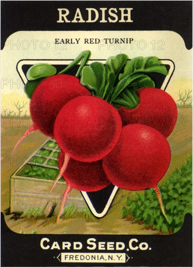 Radish Seed Packet