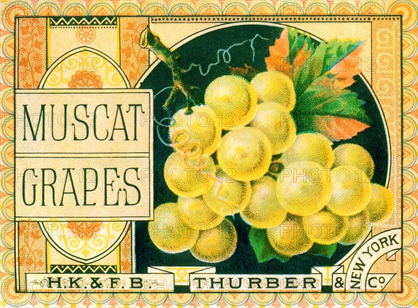 Muscat Grapes