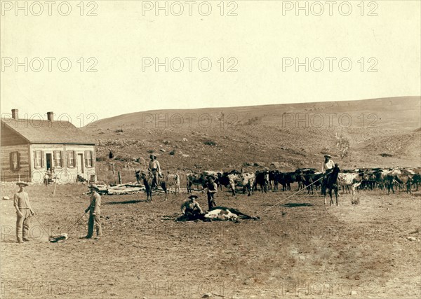 Six cowboys branding cattle in front of a house 1891 Dakota Territory.