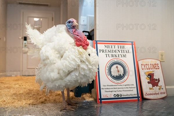 The Presidential Turkeys arrive at The Willard Hotel in Washington