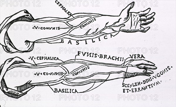 Arteries of the arm