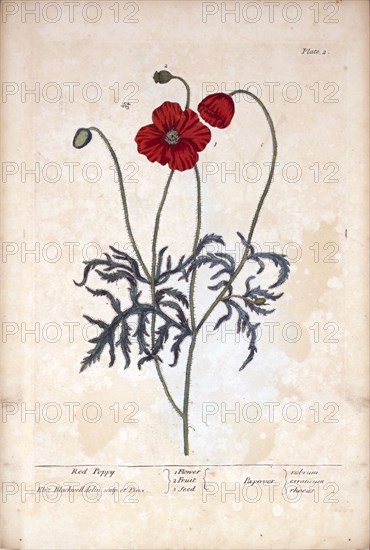 Red poppy /  Papaver