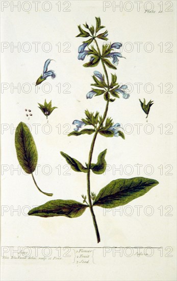 Sage /  Salvia