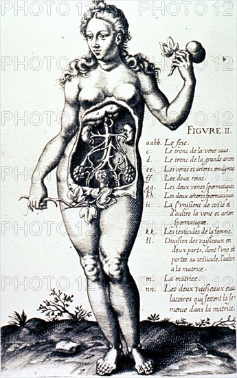 Anatomy of the female urogenital system.