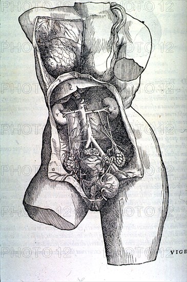 Gastrointestinal and Reproductive System Plate.