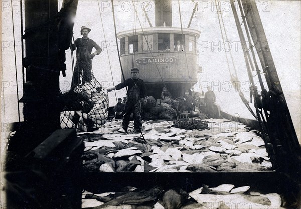 View of halibut on deck of the steamer the Flamingo