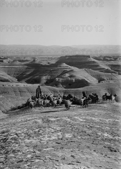 Shepherd with his flock of sheep in middle east ca. 1900