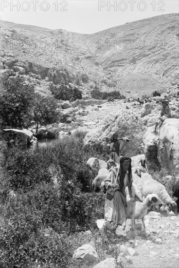 Sheep and shepherd at Ain Farah, Ein Farah or 'Ayn Fara ca. between 1898 and 1946