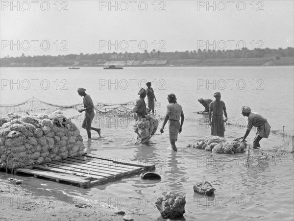 Men washing wool.  Wool washers along the Tigris River in Iraq near Mosul ca. 1932