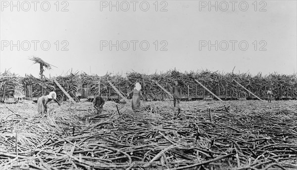 Workers gathering sugar cane, Hawaiian Islands ca.  between 1910 and 1920