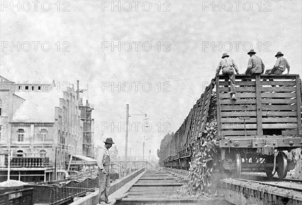 Food Administration sugar, workers unloading beets from cars, Oxnard, [California], factory ca.  between 1910 and 1920