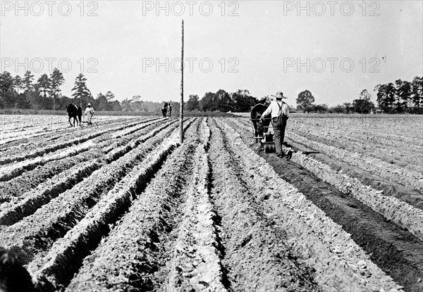 Men planting cotton in Marlboro County South Carolina ca. between 1909 and 1920