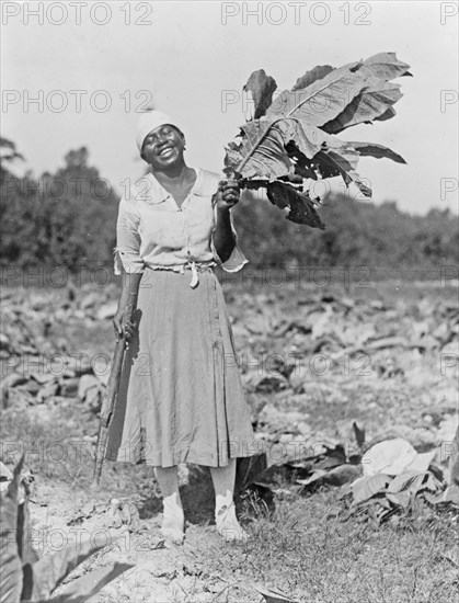 Woman, full-length portrait, standing in field, facing front, holding tobacco leaf, in Washington, D.C. area ca. 1909