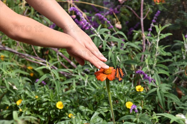 Monarch Butterfly Tagging Event  ca. 18 October 2016