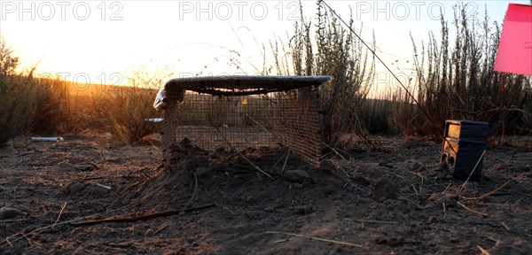 Pacific Pocket Mouse Acclimation Cage at release site ca. 5 July 2017