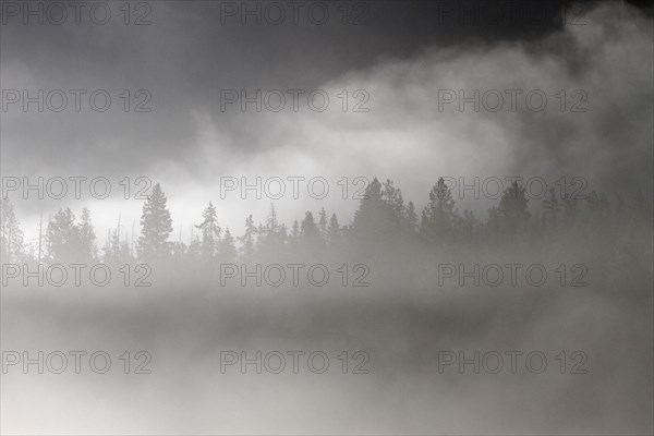 Conifer trees silhouetted in morning fog at Pebble Creek in Yellowstone National Park; Date:  13 June 2015