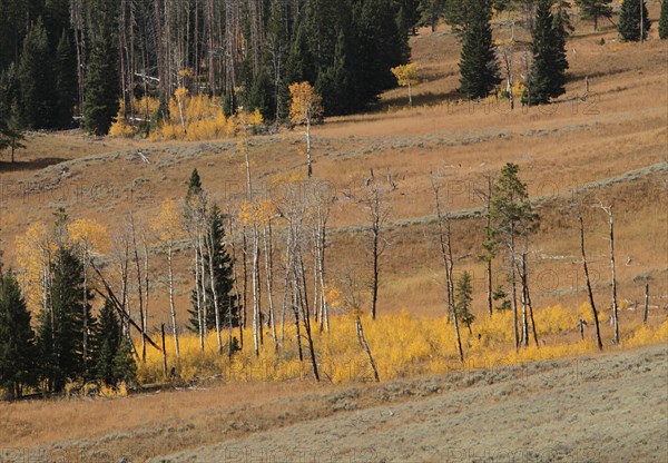 Aspen groves with regenerative suckering growth in the Antelope Creek drainage below Mt. Wasburn in Yellowstone National Park; Date: 22 September 2014