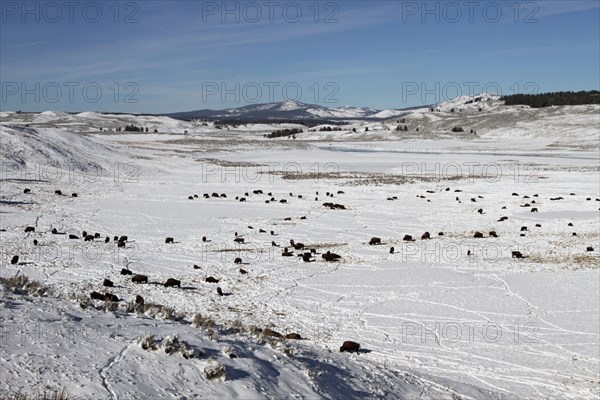 Bison in Hayden Valley in Yellowstone National Park; Date: 19 November 2014