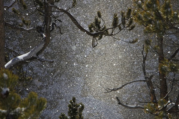 Snowfall at Canyon in Yellowstone National Park; Date: 22 November 2013