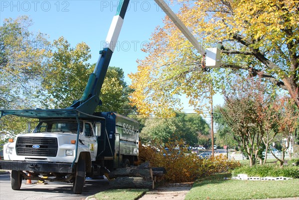 Workers trimming a large tree in a residential section of Irving, TX