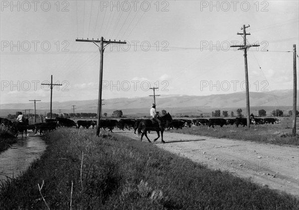 Cattle Crossing Road 1936