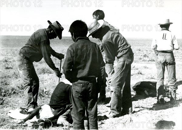 Cowboys Branding Cattle on an Open Range  circa 1938