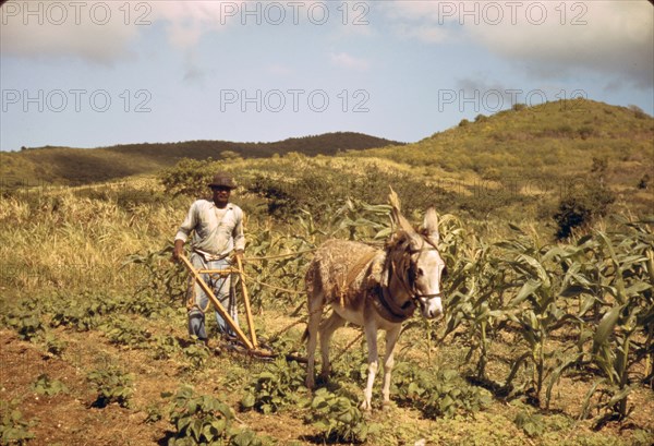 Farmer plowing his garden with one of the few plows used on the island