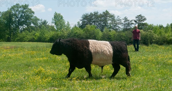 Grass-fed cattle graze on a farm