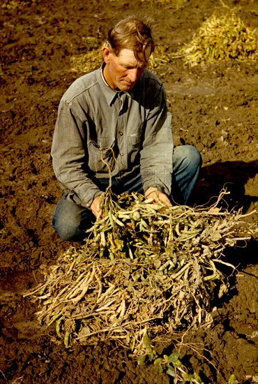 Homesteader with pinto beans