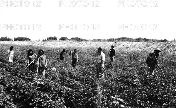 Laborers in Field ca 1936