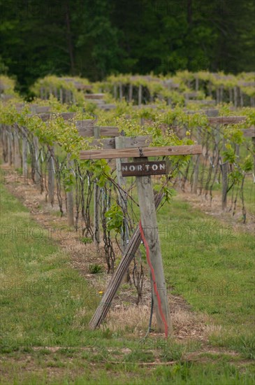 USDA visit to Cooper Vineyards in Louisia