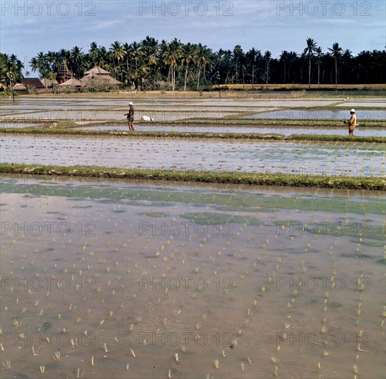 Indonesia History - Sawahs (rice fields), probably on Bali; Date 1 September 1971; Location Bali, Indonesia